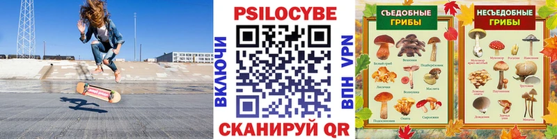 хочу Сенгилей darknet какой сайт Псилоцибиновые грибы Cubensis